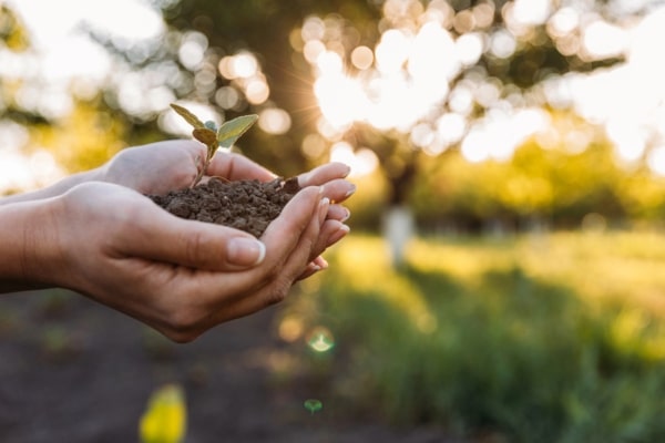 Hands holding young plant with soil depicting environmental impact