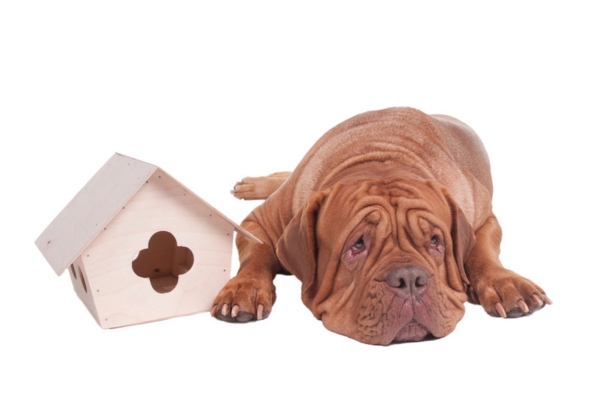 big dog beside undersized dog house as a symbol for undersized AC unit