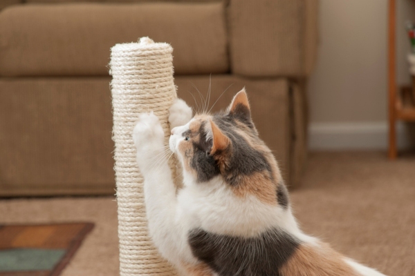 cat scratching a post depicting scratching ductwork noise