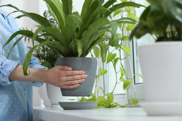 homeowner setting up indoor plants to stay cool in summer and avoid heat exhaustion