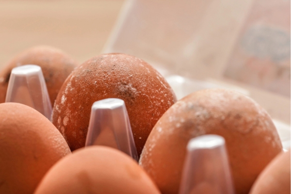 mold and mildew growth on eggs depicting rotten egg smell